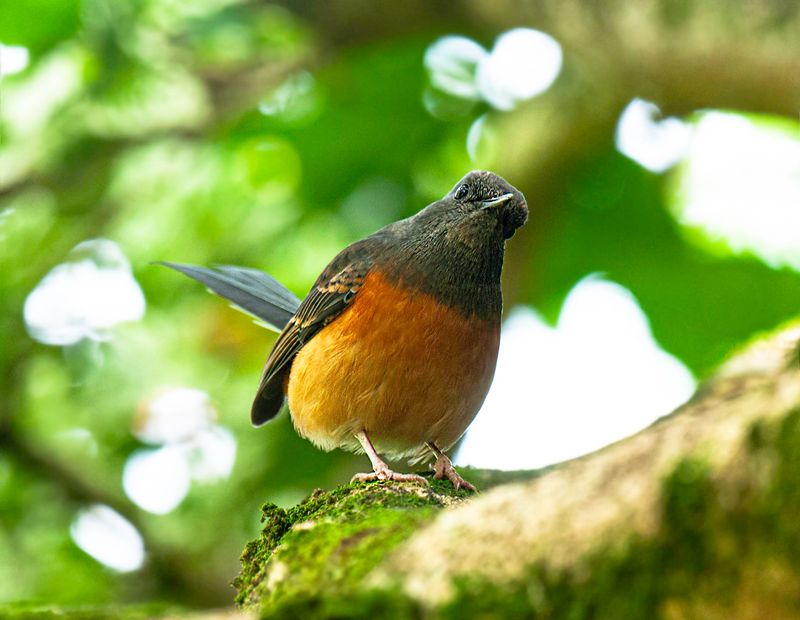 White-rumped Shama