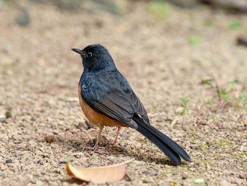 White-rumped Shama