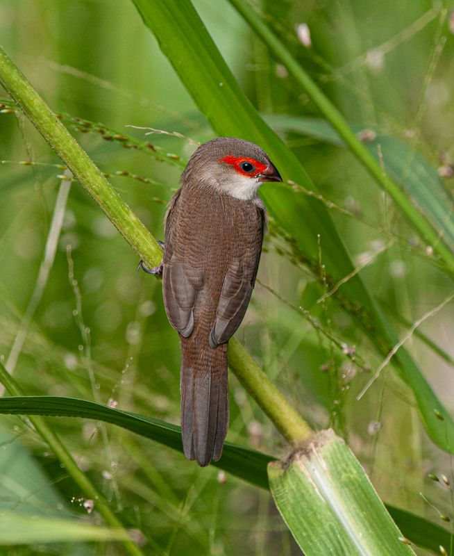 Common Waxbill