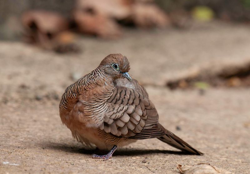 Zebra Dove