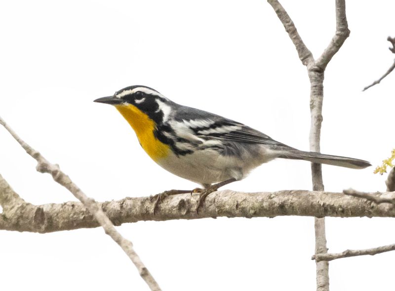 Yellow-throated Warbler