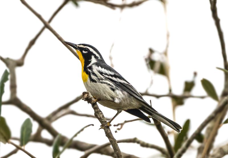 Yellow-Throated Warbler