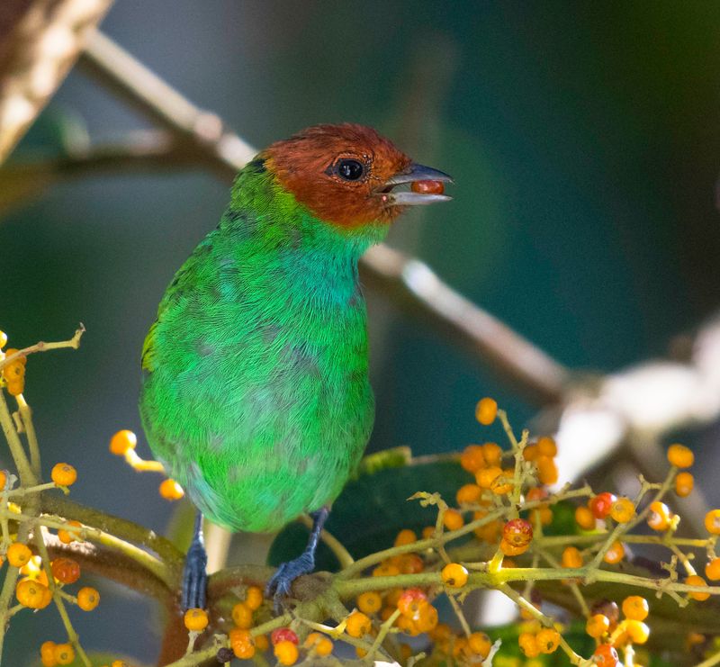 Bay-headed Tanager