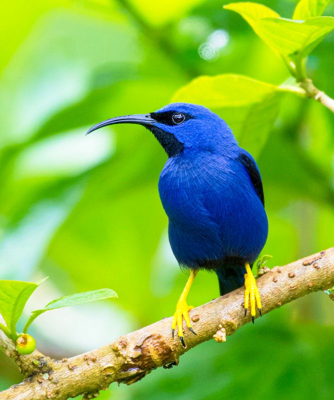 Purple Honeycreeper