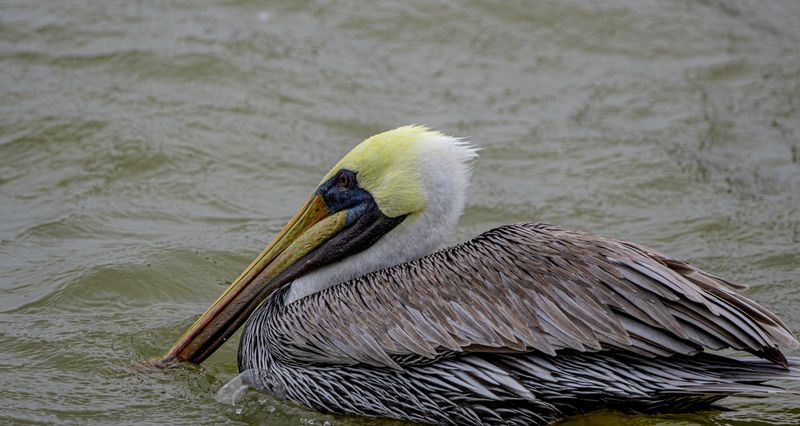 Brown Pelican