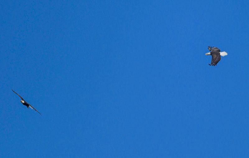 Bald Eagle