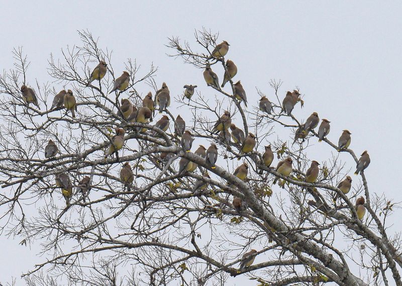 Cedar Waxwing