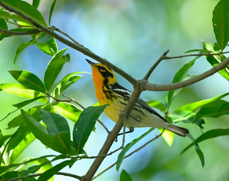 Blackburnian Warbler