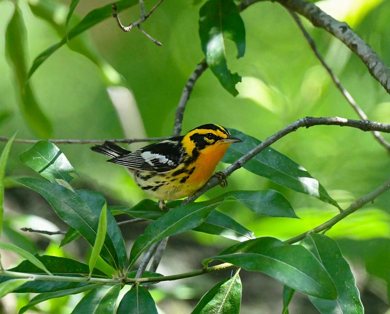 Blackburnian Warbler