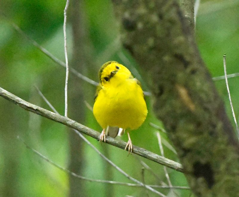 Hooded Warbler immature