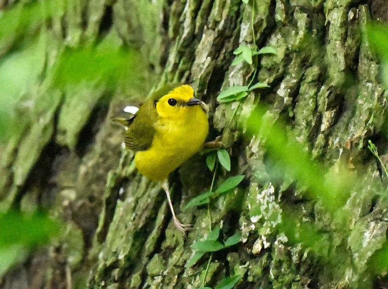 Hooded Warbler  immature