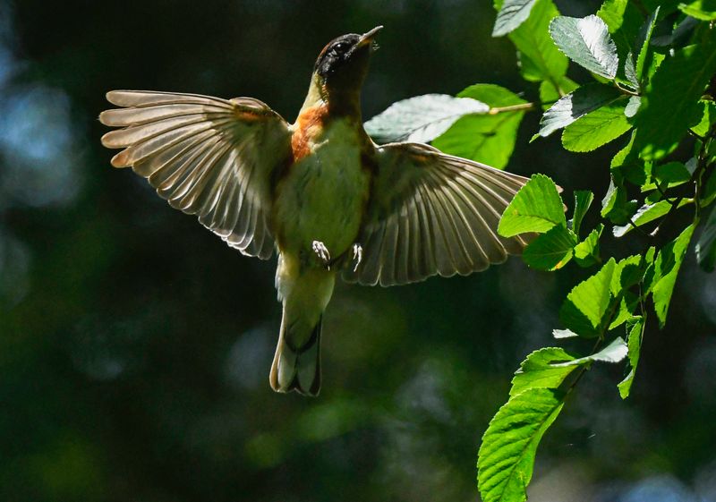 Bay breasted Warbler