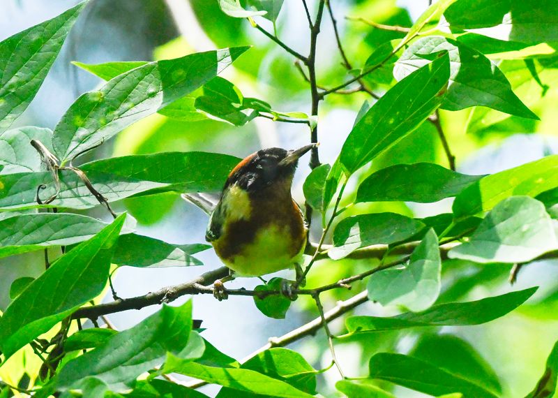 Bay-breasted Warbler
