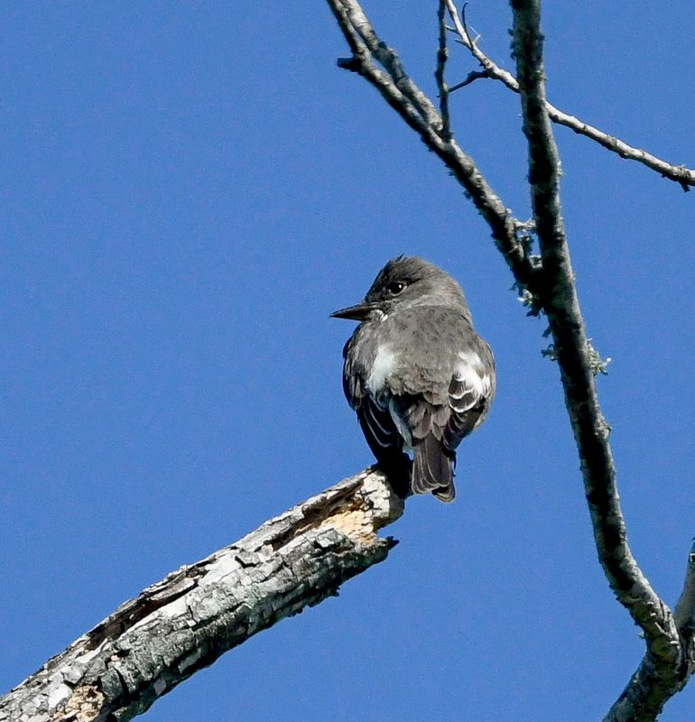 Olive-sided Flycatcher