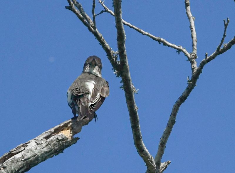 Olive-sided Flycatcher