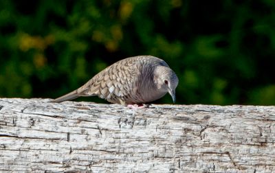 Inca Dove