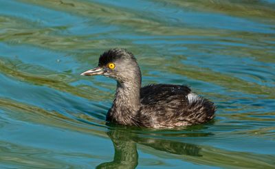 Least Grebe