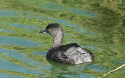 Least Grebe