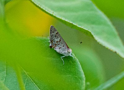 DSC_6540-Edit.jpg
