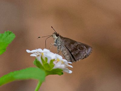 DSC_6536-2.jpg