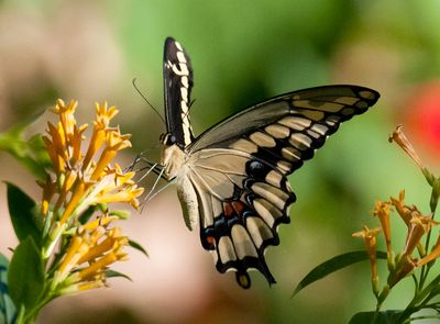 Giant Swallowtail