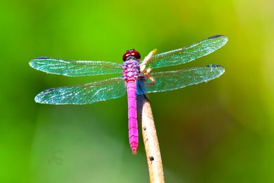 _DSC5327-Edit.jpg