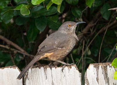 Curve-billed Thrasher