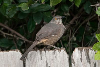 Curve-billed Thrasher