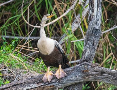 Anhinga 