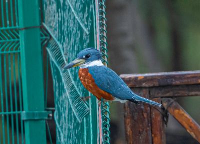 Ringed Kingfisher