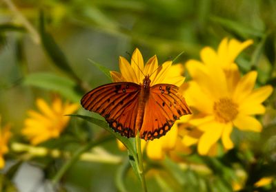 Gulf Fritillary