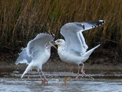 California Gull ?