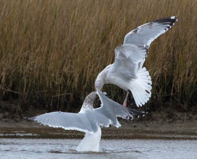 California Gull