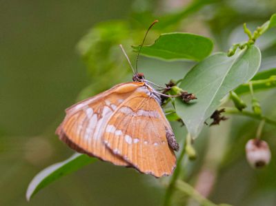 Common Mestra