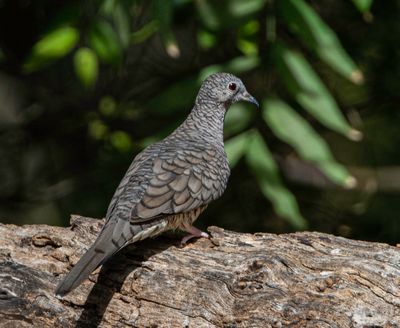 Inca Dove