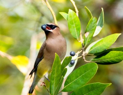 Cedar Waxwing