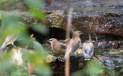 Cedar Waxwing