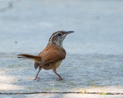 Carolina Wren