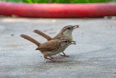 Carolina Wren