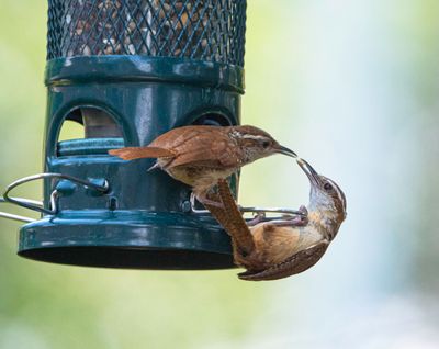 Carolina Wren