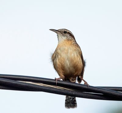 Carolina Wren