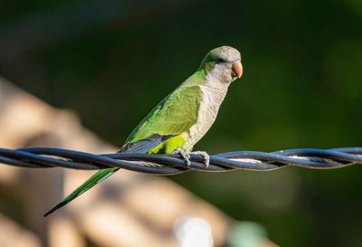 Monk Parakeet