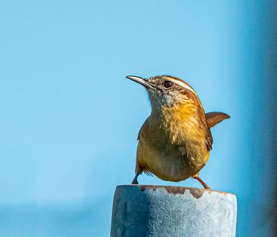 Carolina Wren