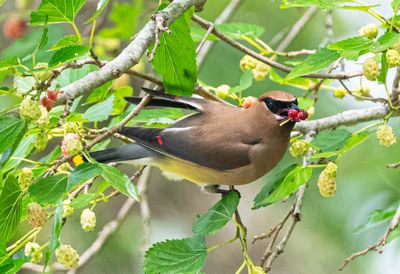 Cedar Waxwing