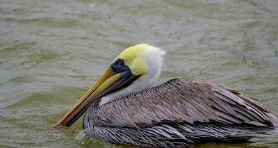 Brown Pelican