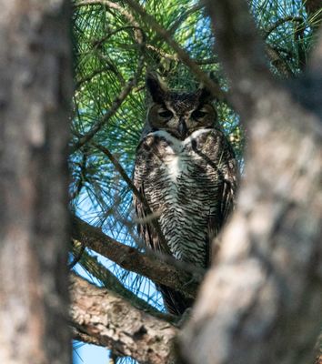 Great Horned Owl