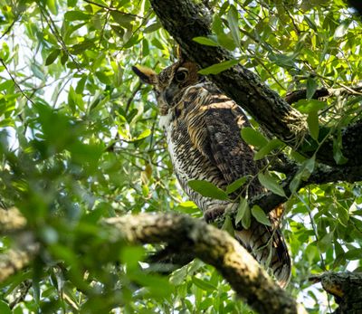 Great Horned Owl