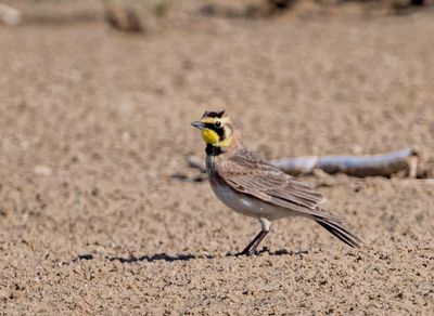 Horned Lark