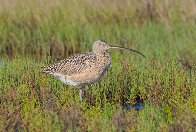 Long-billed Curlew