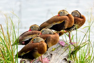 Black-bellied Whistling-Duck